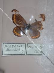 Melissa Blue (Butterfly) - Will Minor Collection