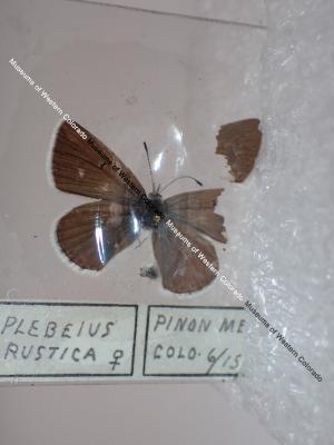 Rustic Blue (Butterfly) - Will Minor Collection