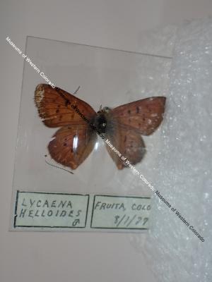 Purplish Copper (Butterfly) - Will Minor Collection