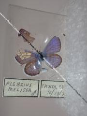 Melissa Blue (Butterfly) - Will Minor Collection