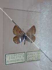 Minnehaha Blue (Butterfly) - Will Minor Collection