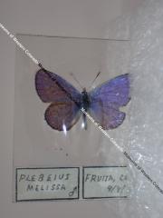 Melissa Blue (Butterfly) - Will Minor Collection