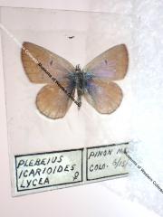 Boisduval's Blue (Butterfly) - Will Minor Collection