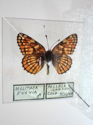 Leanira Checkerspot (Butterfly) - Will Minor Collection