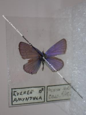 Western Tailed-Blue (Butterfly) - Will Minor Collection