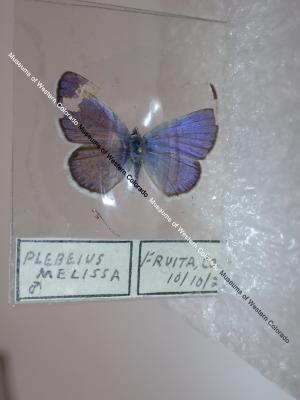 Melissa Blue (Butterfly) - Will Minor Collection