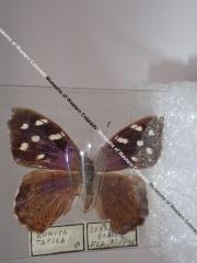 Florida Purplewing (Butterfly) - Will Minor Collection