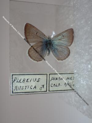 Rustic Blue (Butterfly) - Will Minor Collection