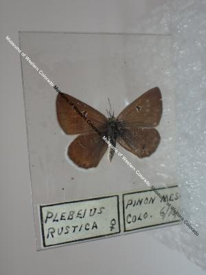 Rustic Blue (Butterfly) - Will Minor Collection