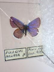 Melissa Blue (Butterfly) - Will Minor Collection