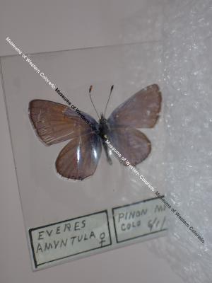 Western Tailed-Blue (Butterfly) - Will Minor Collection