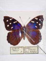 Florida Purplewing (Butterfly) - Will Minor Collection