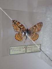 Leanira Checkerspot (Butterfly) - Will Minor Collection