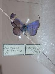 Melissa Blue (Butterfly) - Will Minor Collection