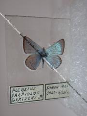 Greenish Blue (Butterfly) - Will Minor Collection