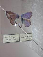 Melissa Blue (Butterfly) - Will Minor Collection