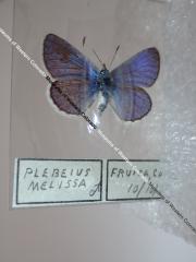 Melissa Blue (Butterfly) - Will Minor Collection