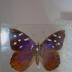 Florida Purplewing (Butterfly) - Will Minor Collection