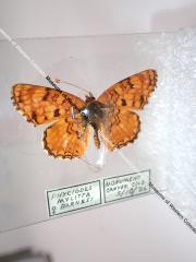 Barnes' Crescent (Butterfly) - Will Minor Collection