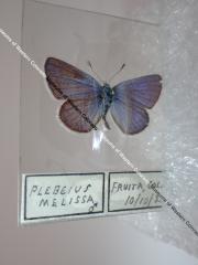 Melissa Blue (Butterfly) - Will Minor Collection