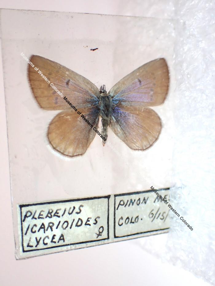 Boisduval's Blue (Butterfly) - Will Minor Collection