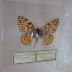 Leanira Checkerspot (Butterfly) - Will Minor Collection