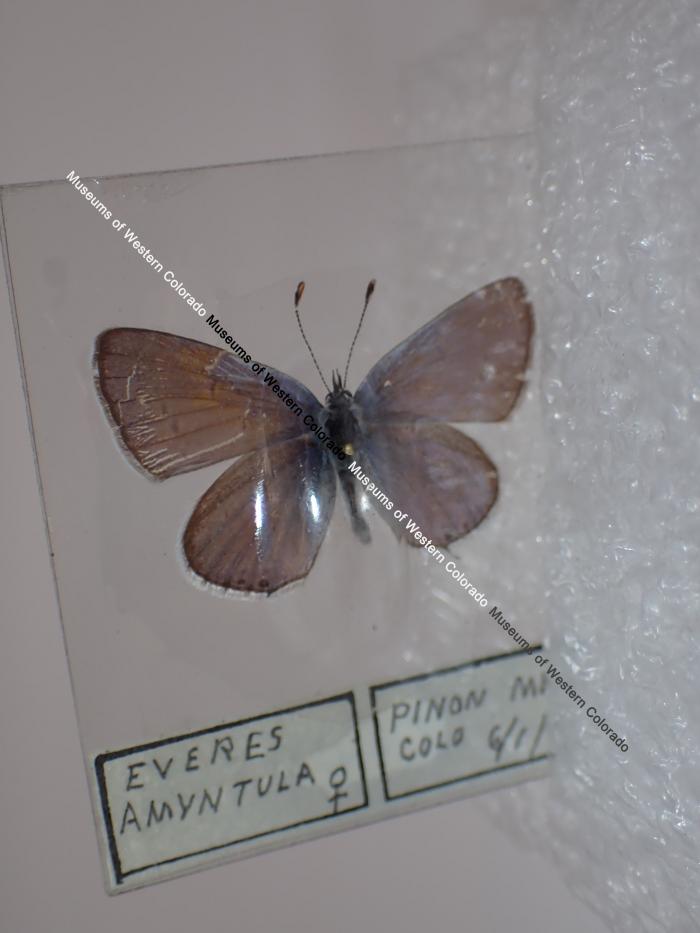 Western Tailed-Blue (Butterfly) - Will Minor Collection