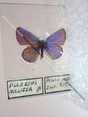 Melissa Blue (Butterfly) - Will Minor Collection