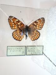 Leanira Checkerspot (Butterfly) - Will Minor Collection