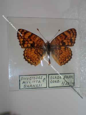 Barnes' Crescent (Butterfly) - Will Minor Collection