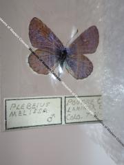 Melissa Blue (Butterfly) - Will Minor Collection