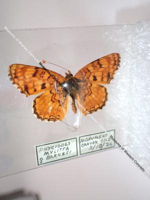 Barnes' Crescent (Butterfly) - Will Minor Collection