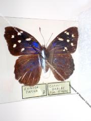 Florida Purplewing (Butterfly) - Will Minor Collection