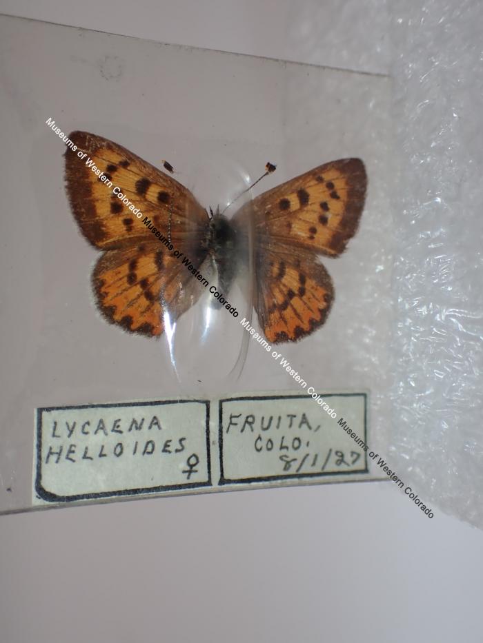 Purplish Copper (Butterfly) - Will Minor Collection