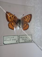 Purplish Copper (Butterfly) - Will Minor Collection