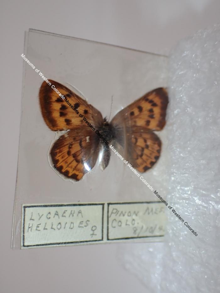 Purplish Copper (Butterfly) - Will Minor Collection