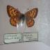 Purplish Copper (Butterfly) - Will Minor Collection