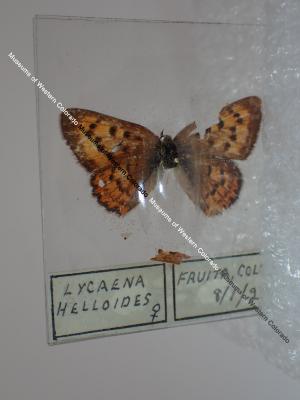 Purplish Copper (Butterfly) - Will Minor Collection