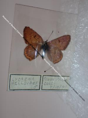 Purplish Copper (Butterfly) - Will Minor Collection