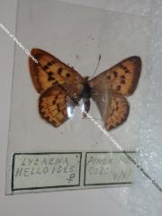 Purplish Copper (Butterfly) - Will Minor Collection