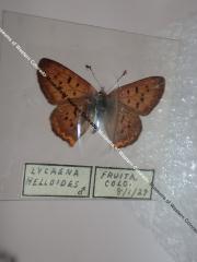 Purplish Copper (Butterfly) - Will Minor Collection