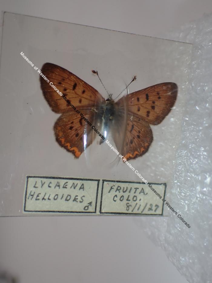 Purplish Copper (Butterfly) - Will Minor Collection