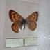 Purplish Copper (Butterfly) - Will Minor Collection