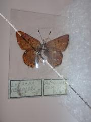 Purplish Copper (Butterfly) - Will Minor Collection