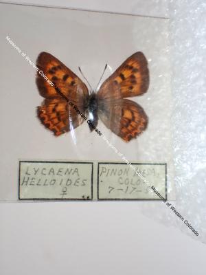 Purplish Copper (Butterfly) - Will Minor Collection