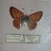 Purplish Copper (Butterfly) - Will Minor Collection