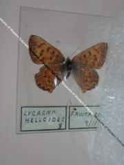 Purplish Copper (Butterfly) - Will Minor Collection