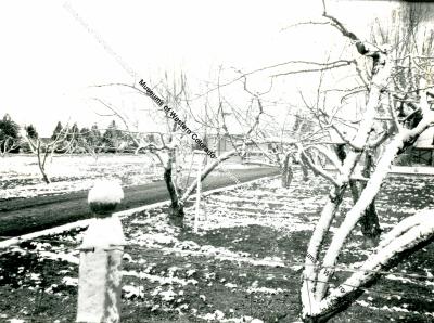 Photo of Cross Orchards Orchard in Winter