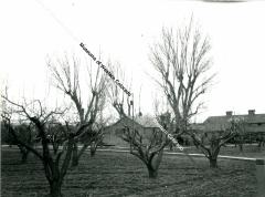 Photo of Cross Orchards